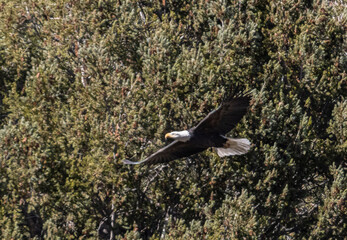 Bald Eagles at Eleven Mile Reservoir