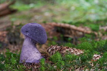 Inedible mushroom Cortinarius hercynicus in the spruce forest. Violet mushroom growing in the moss.