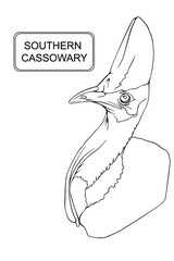 Hand drawn vector illustration of a Southern Cassowary. Сoloring page for coloring book in black and white.
