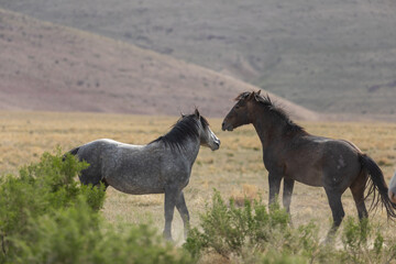 Obraz na płótnie Canvas Wild Horses in Spring in the Utah desert