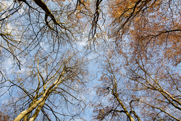 forest view to blue sky