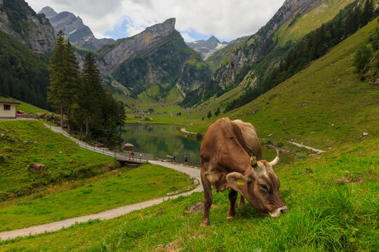 Cows at the Seealpsee with little wooden huts in the background