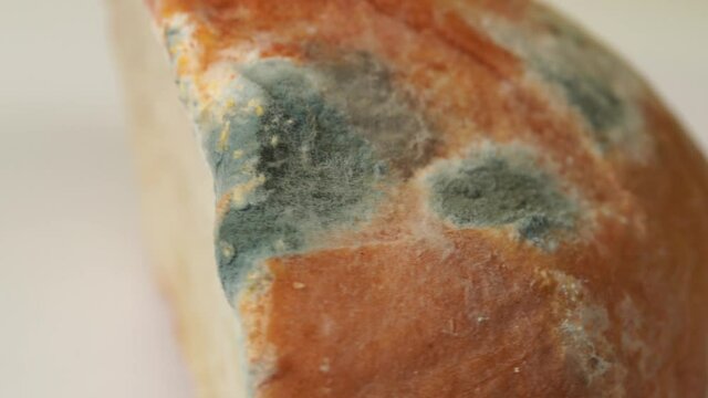 Closeup view video footage of old spoiled bread with growth of mold on its surface