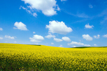 Yellow field rapeseed in bloom. Agriculture . Canola flowers, blue sky with white clouds