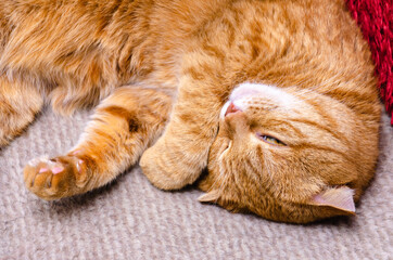 Fototapeta na wymiar cute red cat lying and relaxing at home