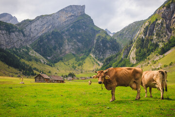 Fototapeta na wymiar Cows at the Seealpsee with little wooden huts in the background