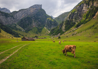 Fototapeta na wymiar Cows at the Seealpsee with little wooden huts in the background