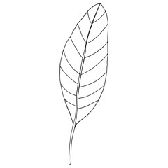 abstract tropical leaf isolated on white