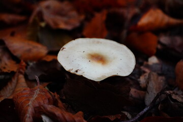 Isolated mushroom in forest 