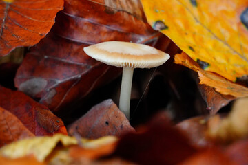 Isolated mushroom in forest 