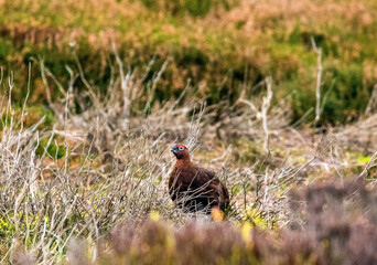 Male red grouse