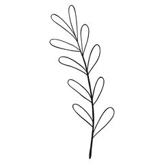 Hand drawn decorative branch with leaves. Cute single hand drawn herbal element