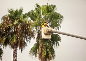 Fotobehang Palmboom A worker trimming palm trees with a chain saw in a tree trimming bucket against  a white sky  © F Armstrong Photo