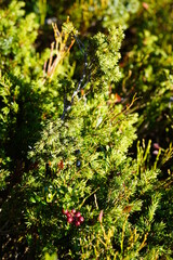 Beautiful Autumn - blueberries, cranberries and juniper in the sunlight on the mountains