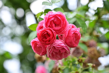 pink roses after the rain