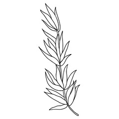 Vector contour drawing, Hand drawn tarragon isolated on white