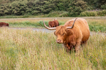 Scottish Highland Cattle grazing on Texel