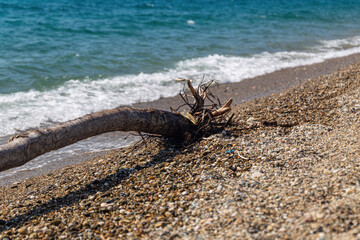 A tree washed up after a storm on the beach.