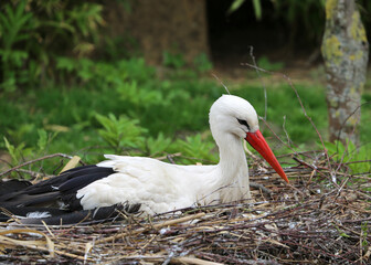 white stork in the nest © ctppix