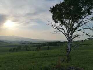 Fototapeta premium landscape with trees