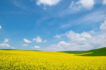 Yellow field rapeseed in bloom. Canola flowers, blue sky with white clouds