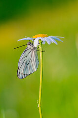 Aporia crataegi