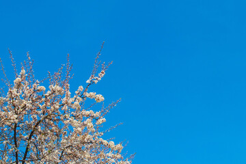 Blooming tree on a background of blue sky in sunny weather, copy space