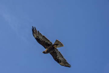 Galapagos Hawk (Buteo galapagoensis) in flight,  Galapagos, Ecuador