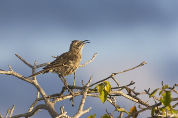 Chatham Island Mockingbird, San Cristobal Island, Galapagos Islands, UNESCO World Heritage Site, Ecuador