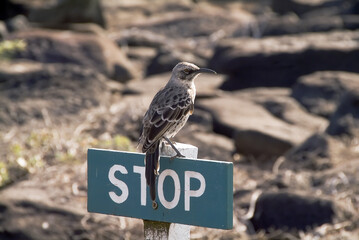 Hood Mockingbird, Punta Suarez, Española Island, Galápagos Islands, UNESCO World Heritage Site, Ecuador