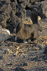 Obraz premium Galapagos Flightless Cormorant nesting, Fernandina Island, Galapagos Islands, UNESCO World Heritage Site, Ecuador