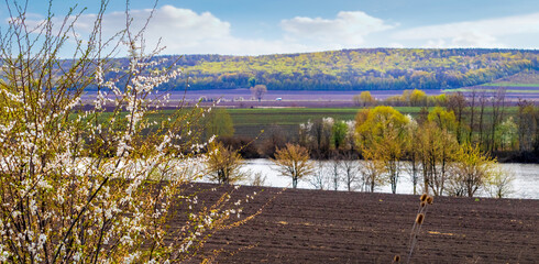 Flowering tree near the plowed field and the river in the distance