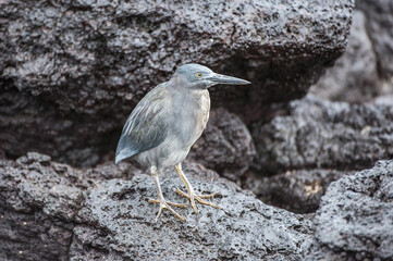 Fototapeta premium Lava Heron (Butorides sundevalli),South Plaza Island, Galapagos, Ecuador, Unesco World Heritage Site