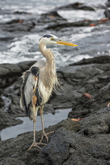 Great blue Heron (Ardea herodias), Galapagos, Ecuador