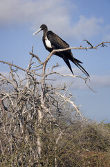Female Magnificent Frigatebird, Galapagos Islands, Ecuador
