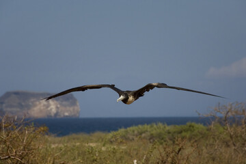 Magnificent Frigatebird, female, in flight, North Seymour Island, Galapagos Islands, UNESCO World Heritage Site, Ecuador