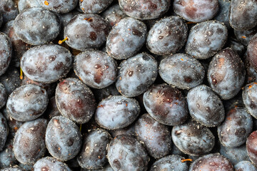 A lot of fresh blue plums fruit with water drops. Close up, top view