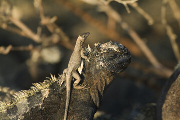 Galapagos Lava lizard sitting on the head of a Marine Iguana, Fernandina Island, Galapagos Islands, UNESCO World