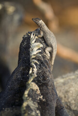 Galapagos Lava lizard sitting on the head of a Marine Iguana, Galapagos Islands, Ecuador