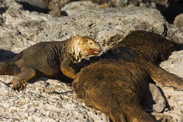 Land Iguana feeding on a dead fur seal, Galapagos Islands, Ecuador.