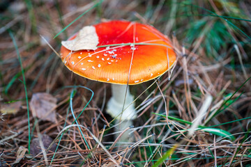 Beautiful fly agaric in wild forest. Poisonous mushroom in autumn day
