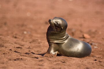 Young Galapagos Sea Lion on red sand, Rabida Island, Galápagos Islands, UNESCO World Heritage Site, Ecuador.