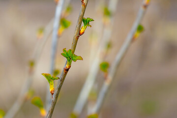 Currant branches with tender young leaves in the garden