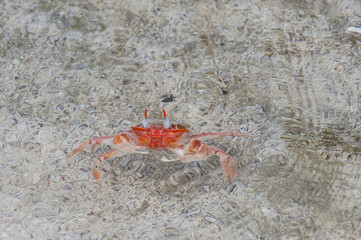 Ghost crab (Ocypode Gaudichaudii), San Cristobal Island, Galapagos, Ecuador, Unesco World Heritage Site