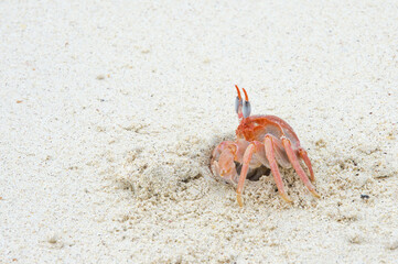 Ghost crab (Ocypode Gaudichaudii), San Cristobal Island, Galapagos, Ecuador, Unesco World Heritage Site