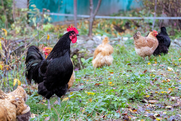 Black rooster and chickens in the garden