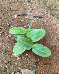 plant in the ground