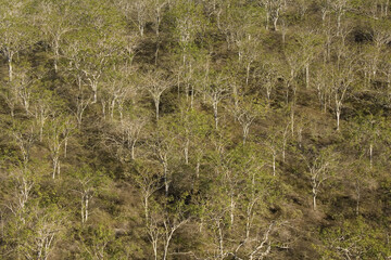 Palo Santo tree or incense tree, arid and transitional zone trees, Tagus Cove, Isabela Island, Galapagos Islands, Ecuador