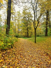 Path covered with leaves in forest, autumn season.