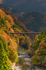 徳島県三好市祖谷の紅葉風景